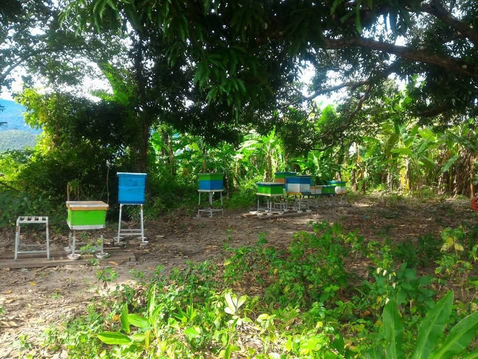 Apiculture team with beehives at Phnom Samkos Wildlife Sanctuary