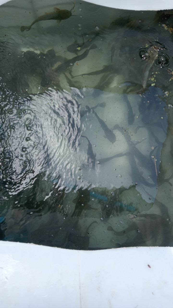 Aquaculture tank system
