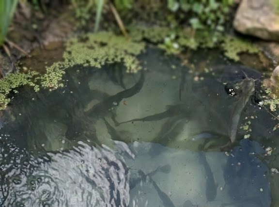 Aquaculture harvest