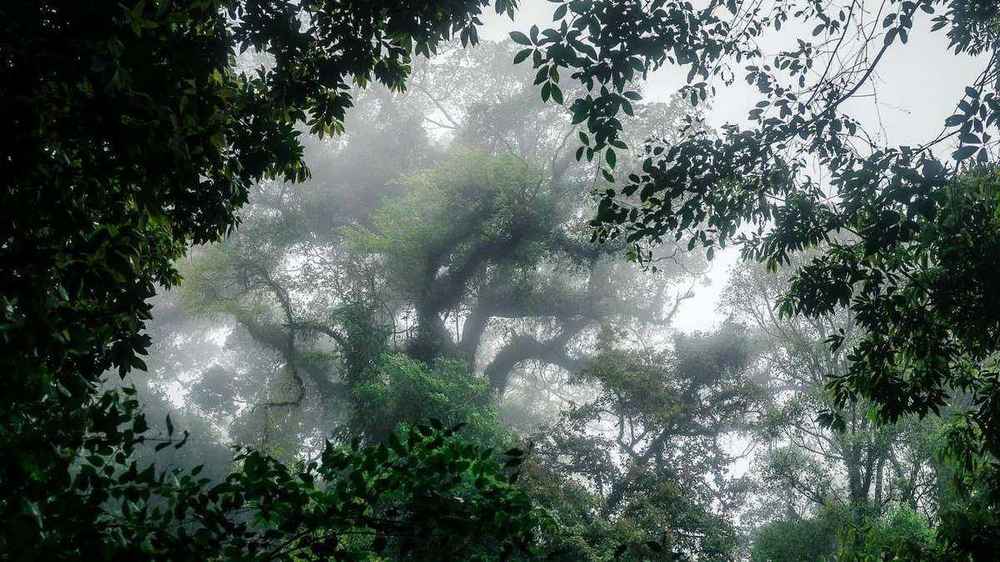 Forest canopy in Phnom Samkos Wildlife Sanctuary, Cambodia