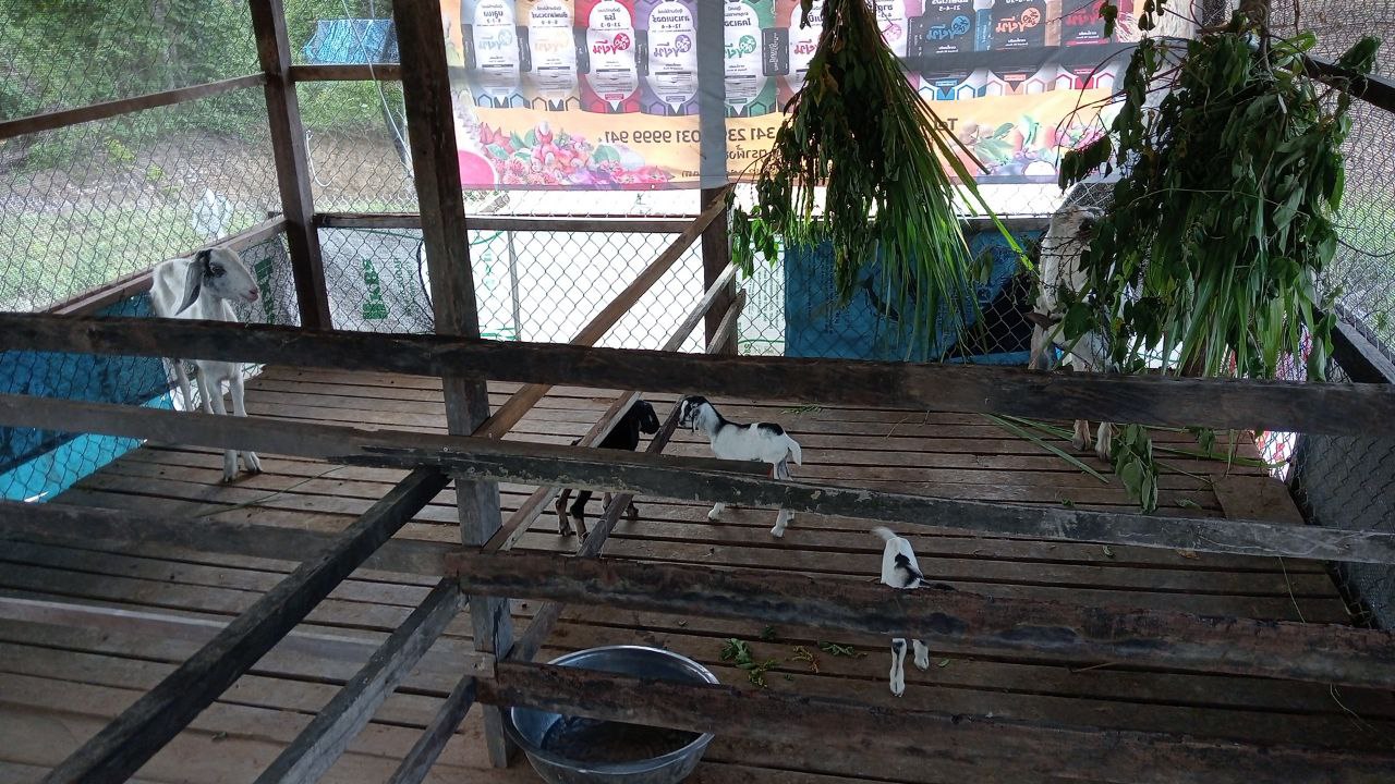 Chankiek goat project