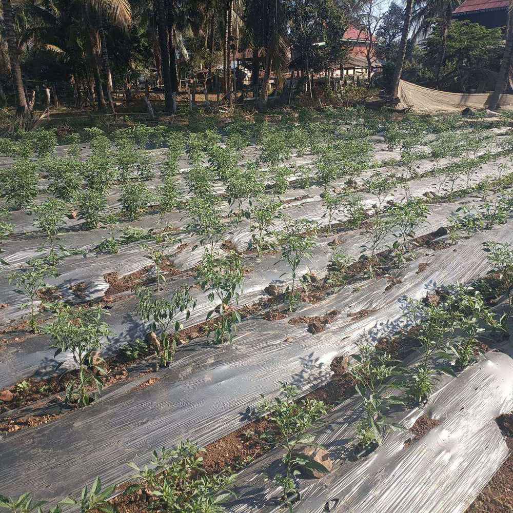Food security — chili farming in Cambodia
