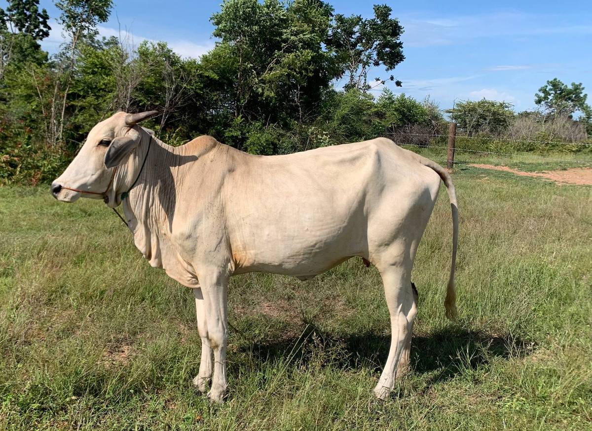 Cow placed with the Mon family in Arai village