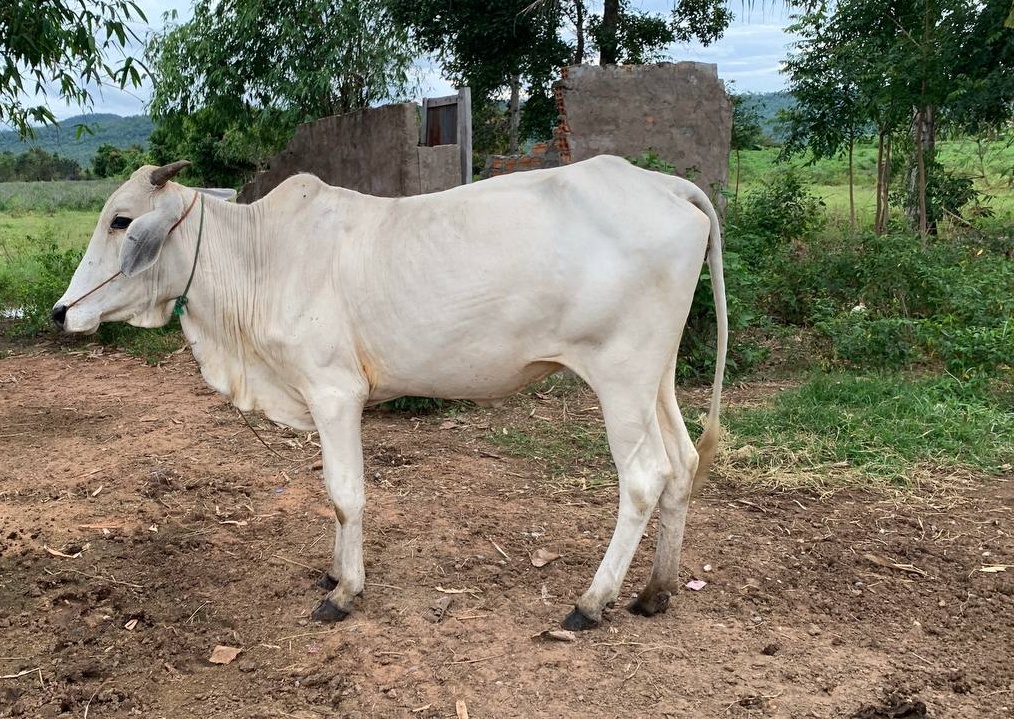 Cow placed with the Dum family in Arai village