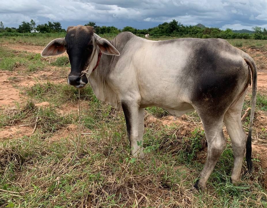 Cow placed with the En family in Arai village
