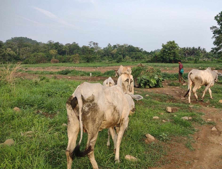 Cow placement program