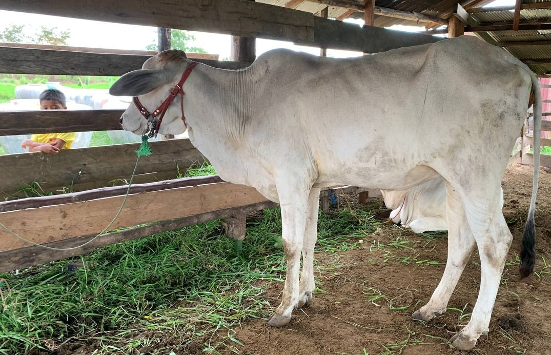 Cow placed with the Chupe family in Arai village
