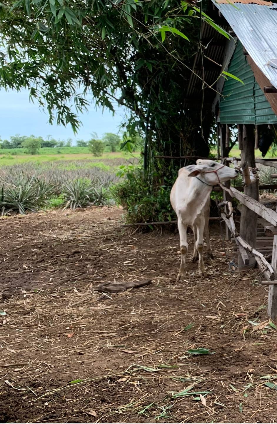 Cow placed with the Churt family in Arai village