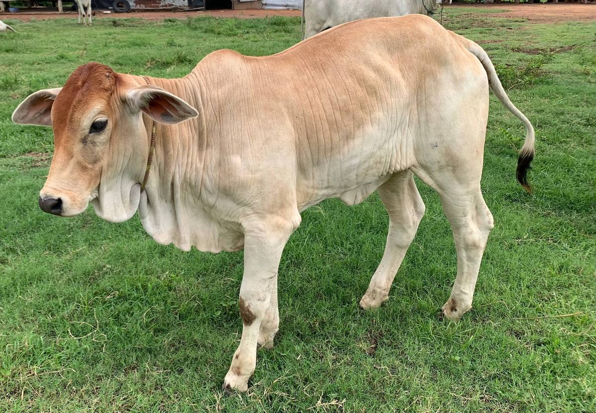 Cow placed with the Chaom family in Arai village