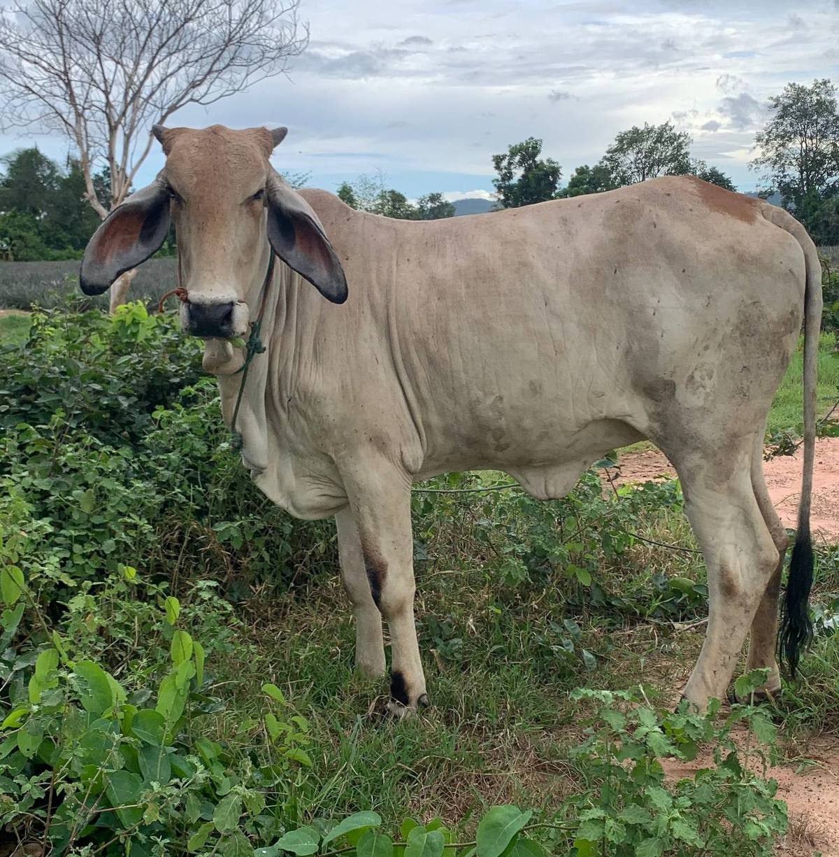 Cow placed with the Hon family in Arai village