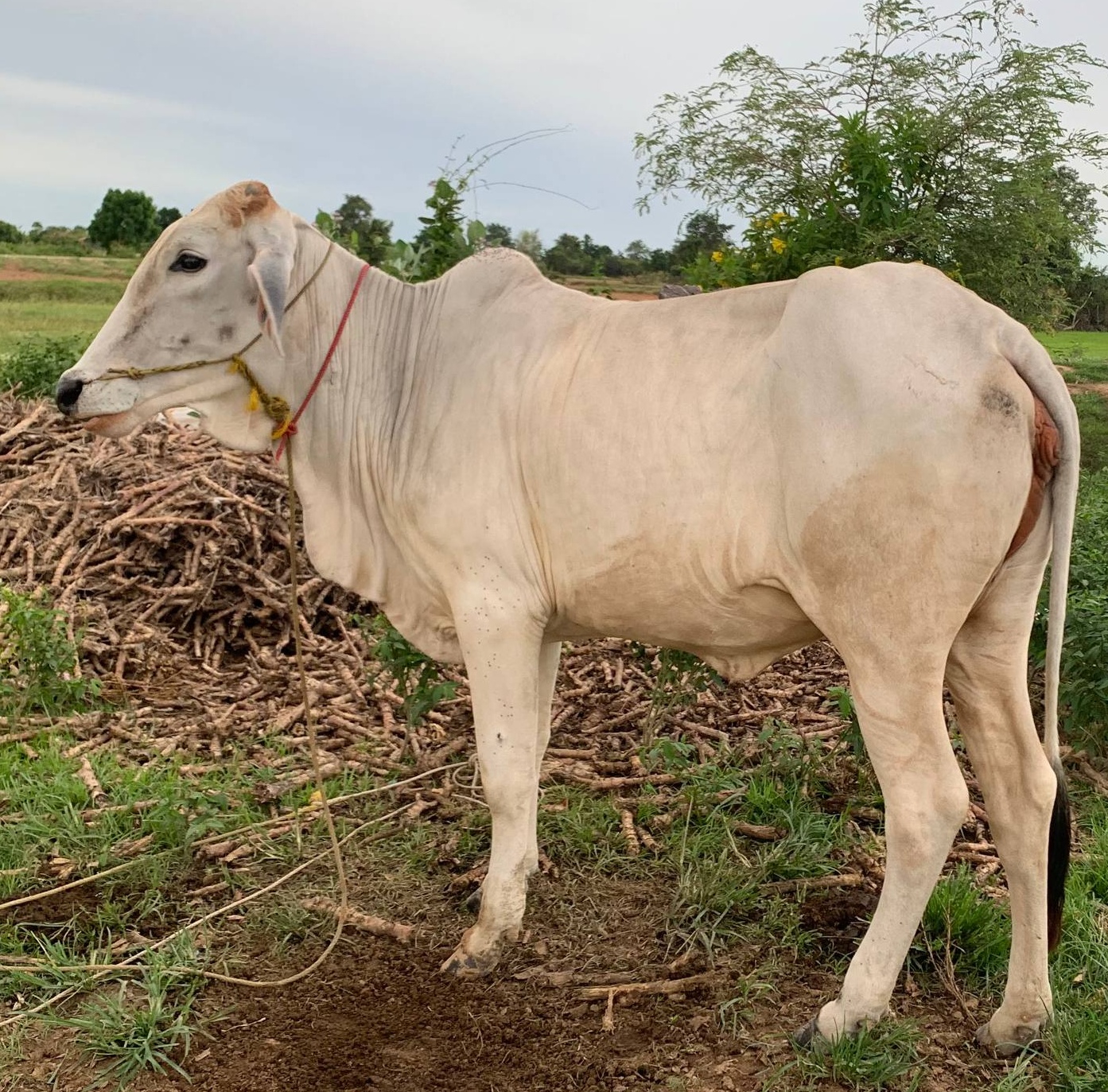 Cow placed with the Hiep family in Arai village