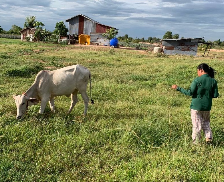 Cow placed with the Mole family in Arai village