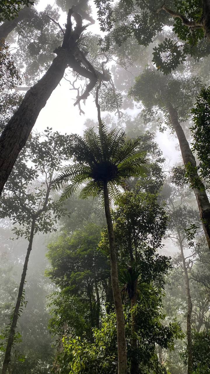 Expansive forest view from elevated trail in Pursat Province