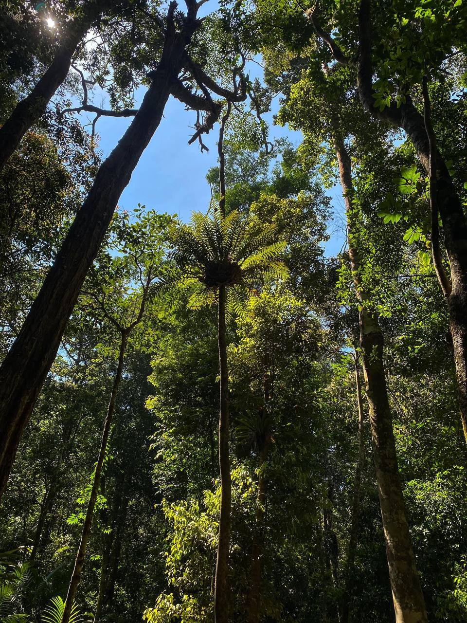 Dense forest canopy in Phnom Samkos