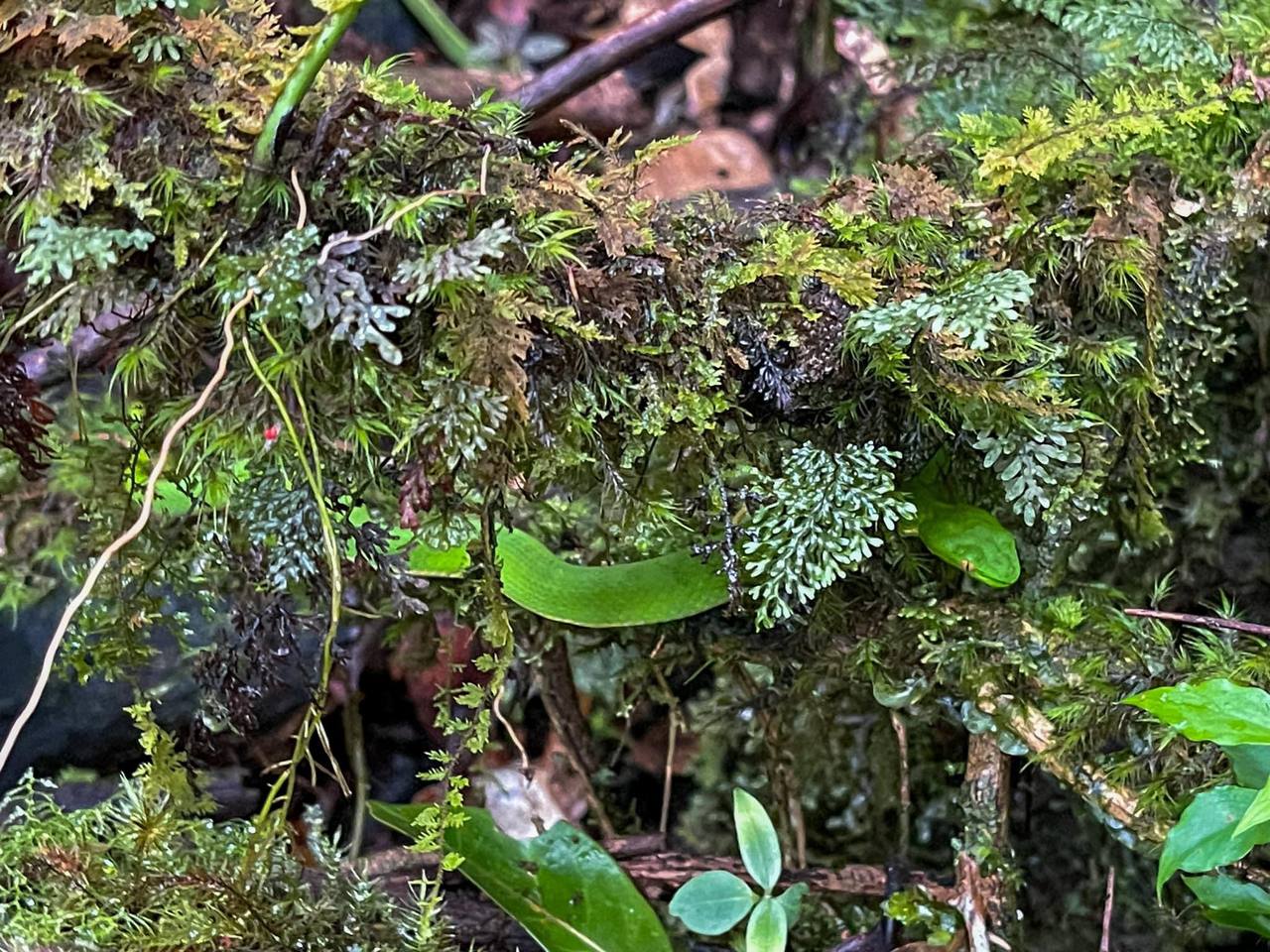Forest interior ecosystem in Phnom Samkos