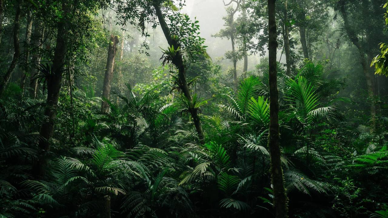 Varied forest terrain in Phnom Samkos