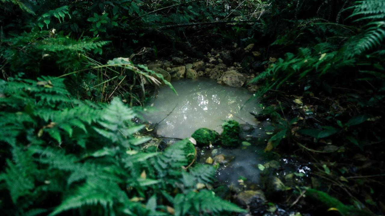 Multi-canopy forest ecosystem in Cardamom mountains
