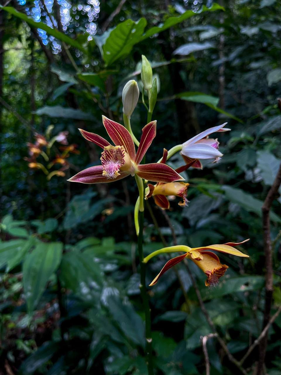 Tropical forest vegetation in Phnom Samkos