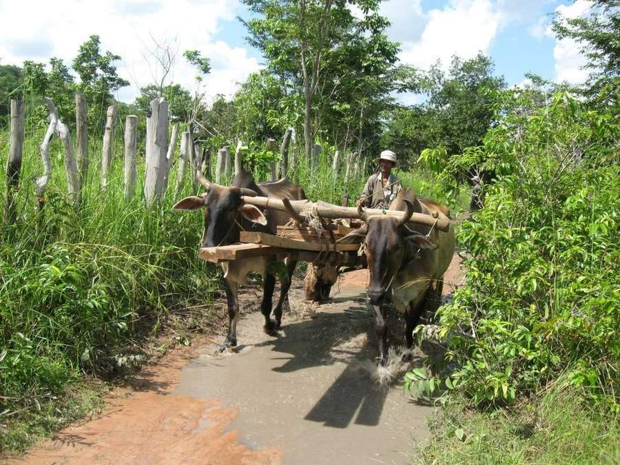 Local farmer guiding oxen through flooded path