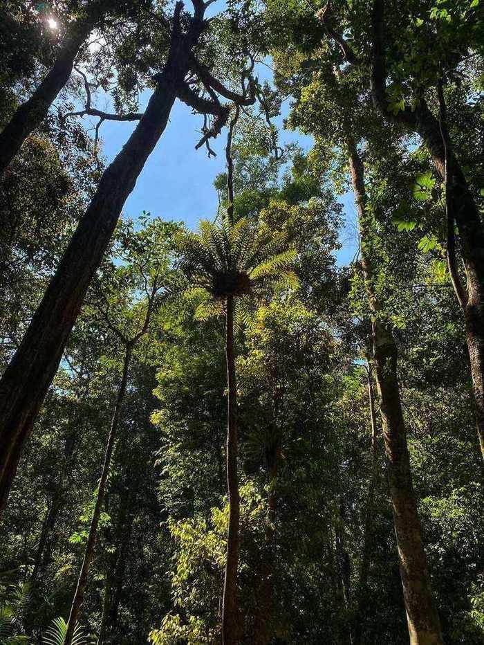 Tree fern and tall forest canopy against blue sky