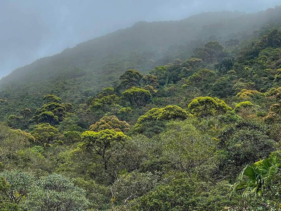 Forested mountainside shrouded in mist