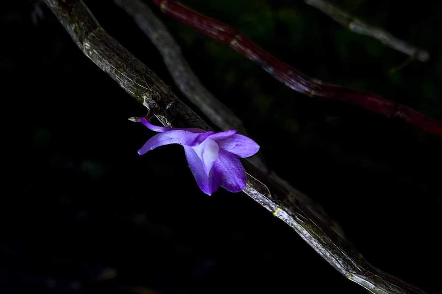 Purple orchid flower on branch in dark forest