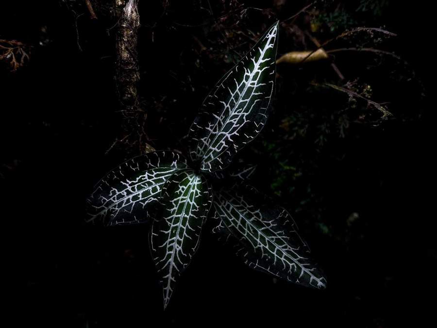 Dark plant with white veined leaves on forest floor