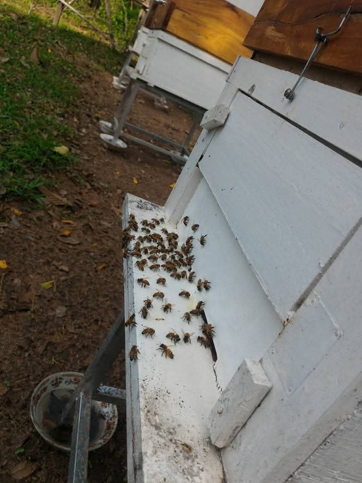 Honeybees clustering on white beehive box