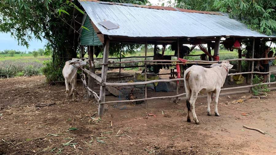 Cattle shelter with cows under corrugated metal roof