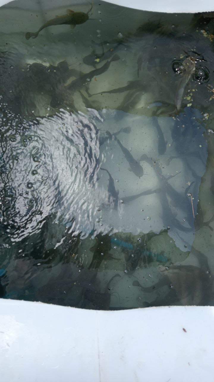 Catfish swimming in aquaculture tank