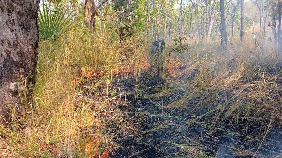 Forest fire with small flames in dry grass