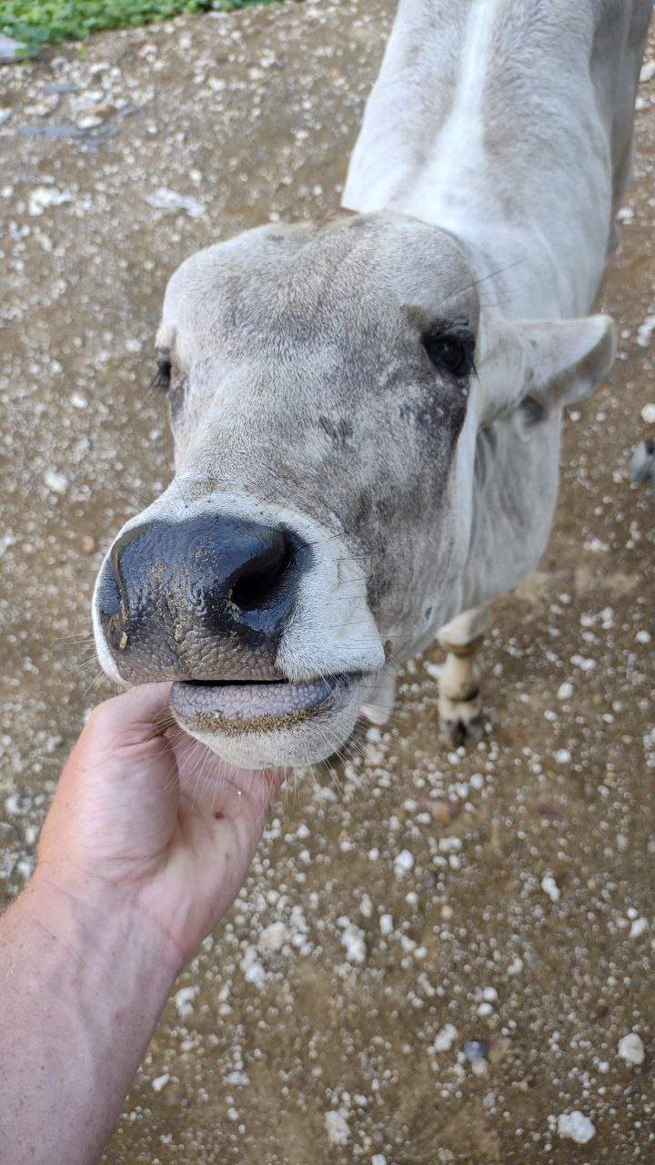 Close-up of hand feeding zebu cow