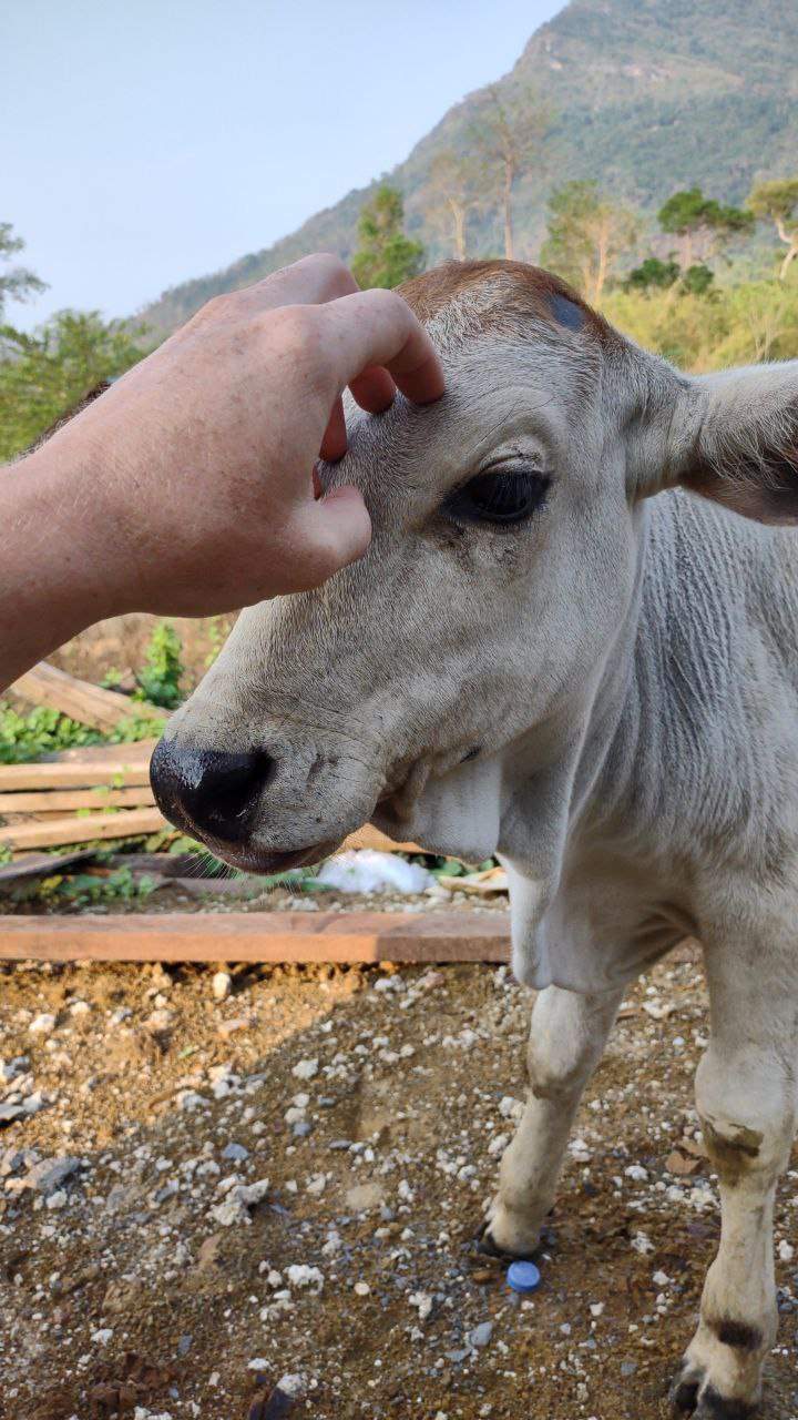 Hand scratching zebu cow forehead with mountains behind
