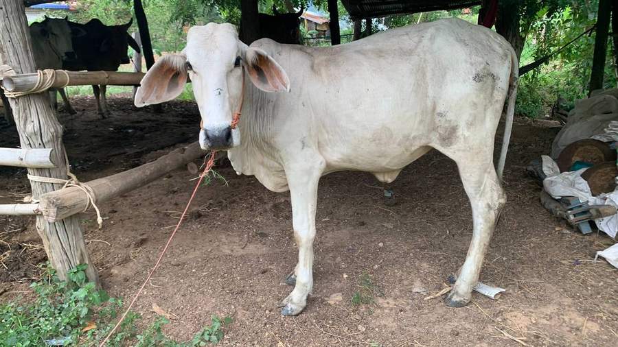White zebu cow tied to wooden post in village