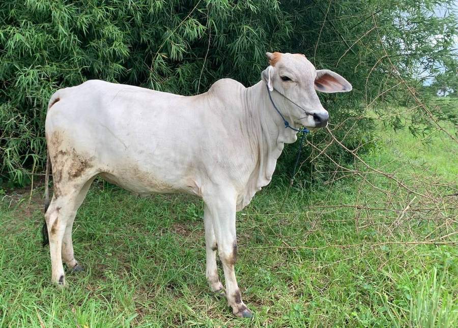 White zebu cow standing in grass near bamboo grove