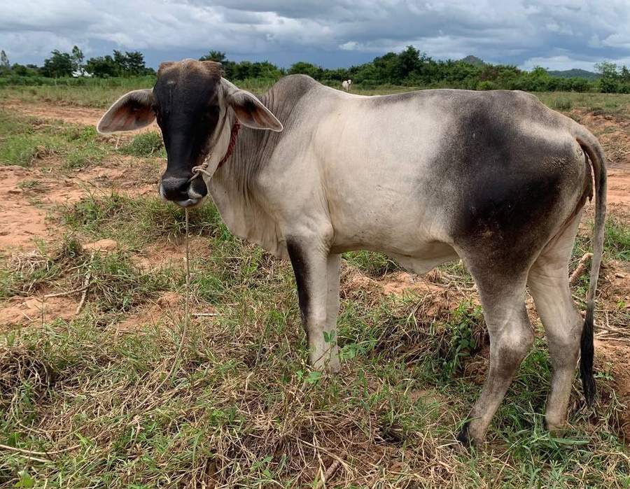 Dark-faced zebu cow standing in grassy field