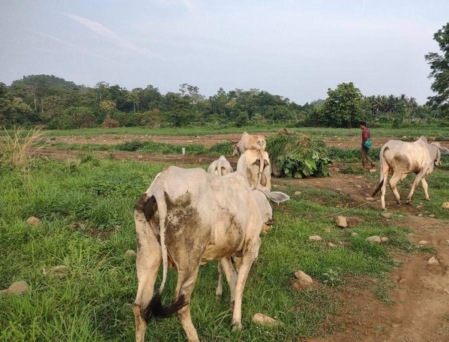 Herd of cattle being led through green field by farmer
