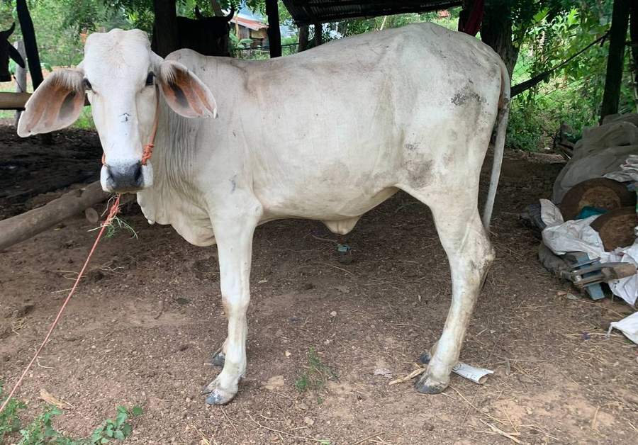 White zebu cow standing in village yard