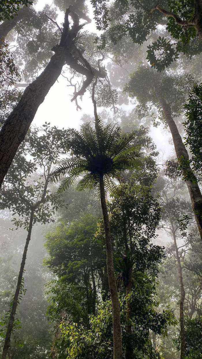 Looking up at tree fern in misty forest canopy