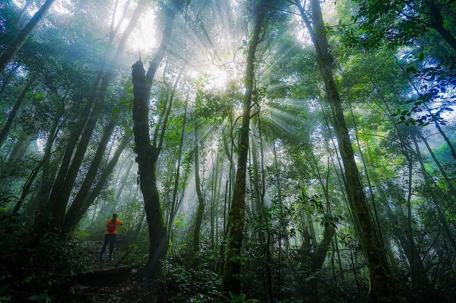 Sunbeams streaming through misty forest canopy with hiker