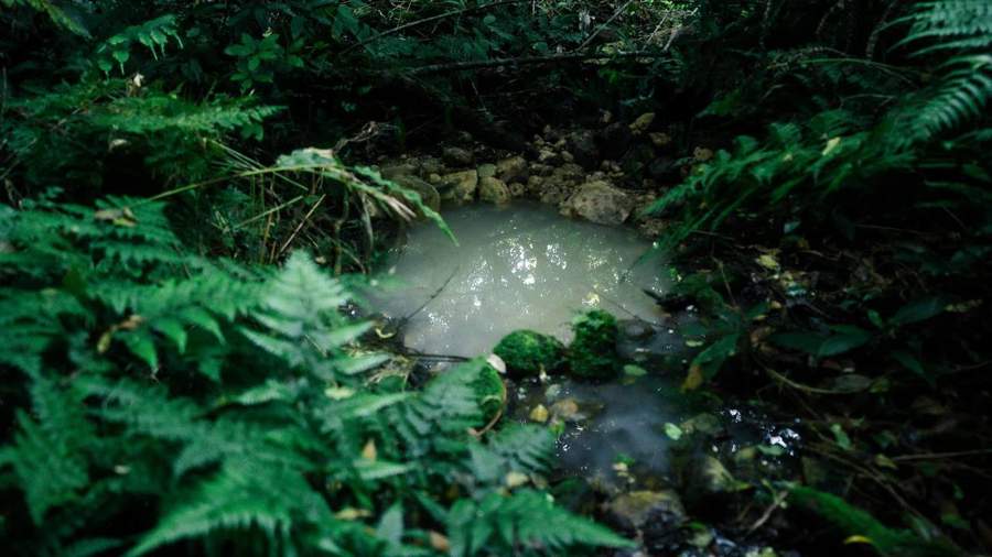 Small milky pool surrounded by ferns in dense forest