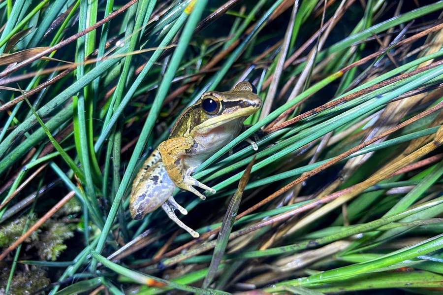 Frog sitting among green and brown grass blades
