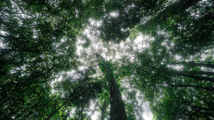 Looking up through dense green forest canopy