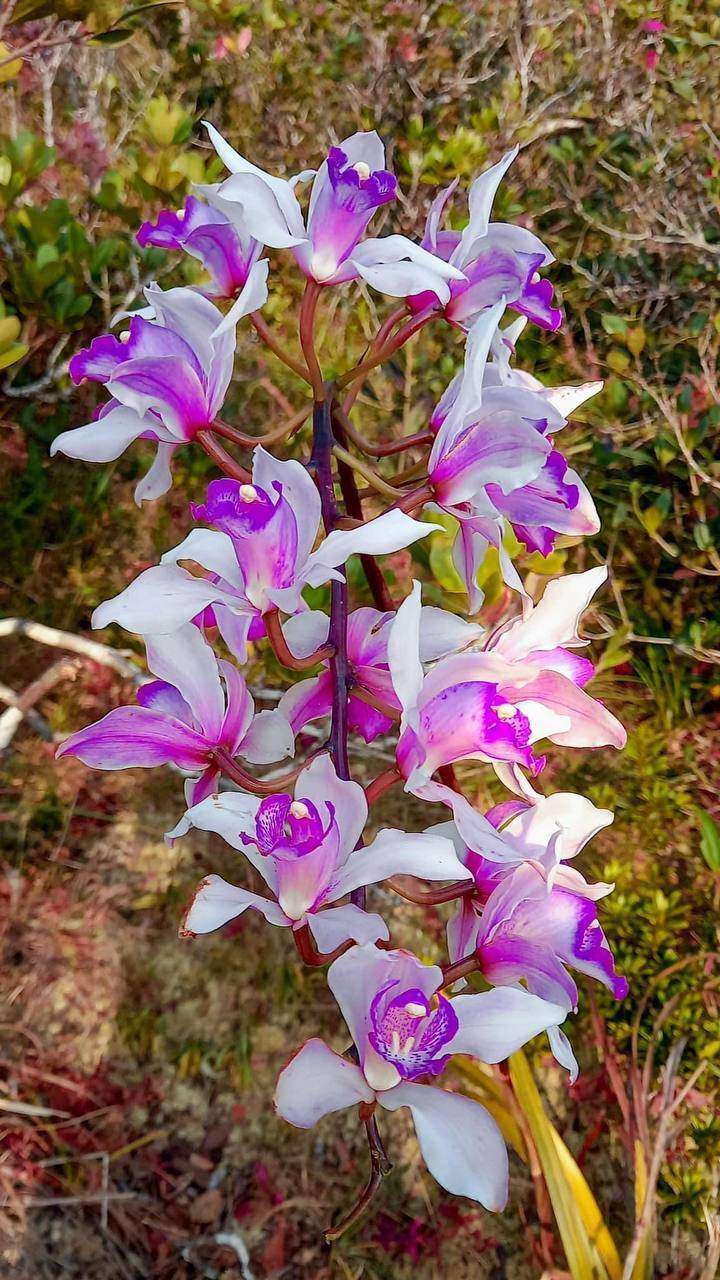 White and purple orchid flowers in full bloom