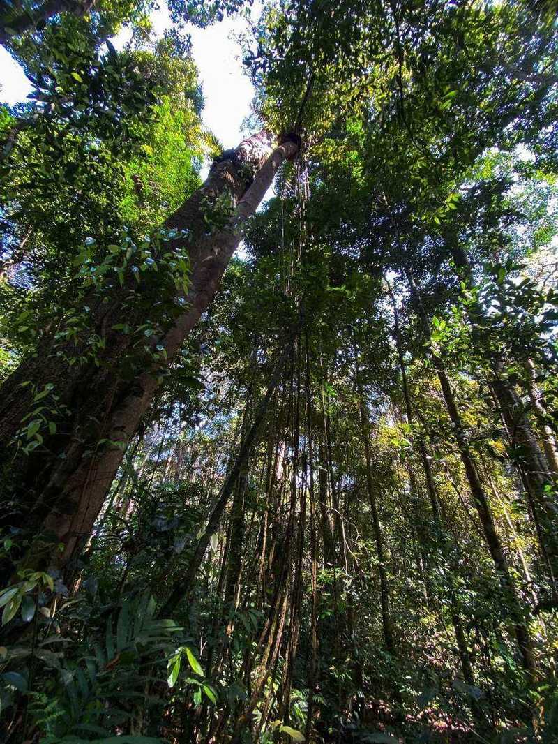 Looking up at tall forest trees with hanging vines