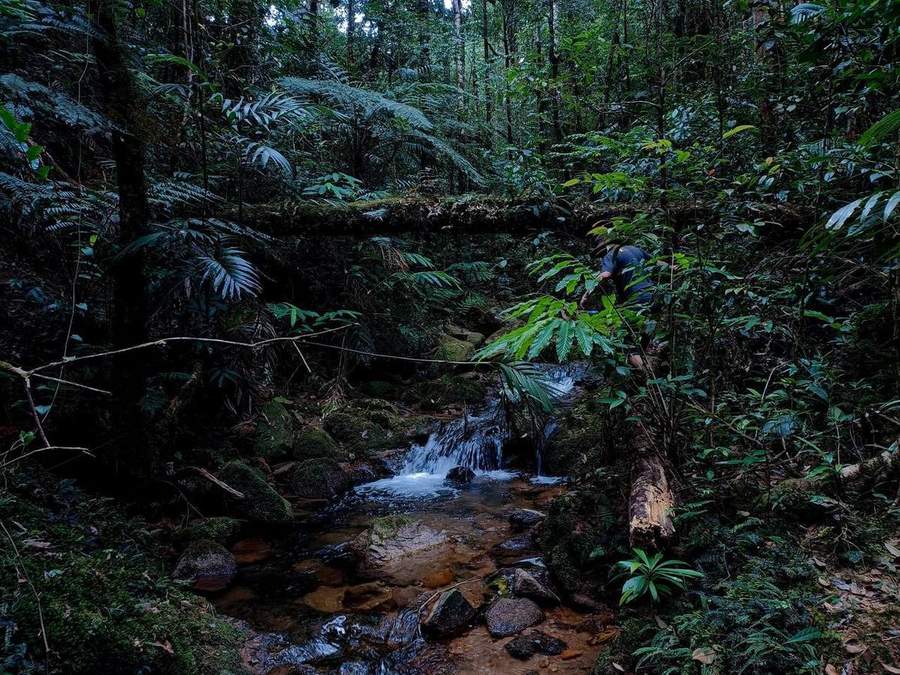 Small waterfall in forest with fallen log bridge