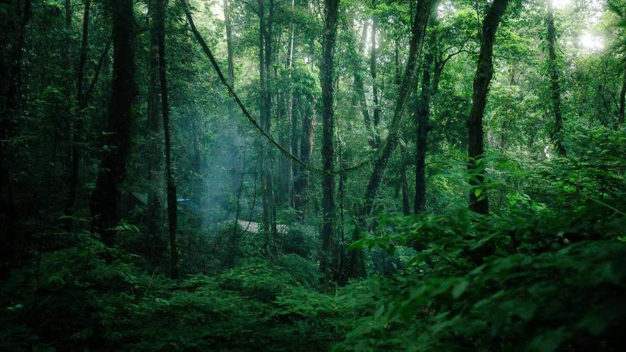 Misty green forest with research camp visible through trees