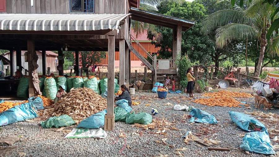 Family sorting corn harvest under wooden stilt house