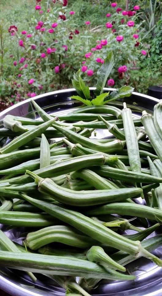 Fresh okra pods in metal bowl with pink flowers behind