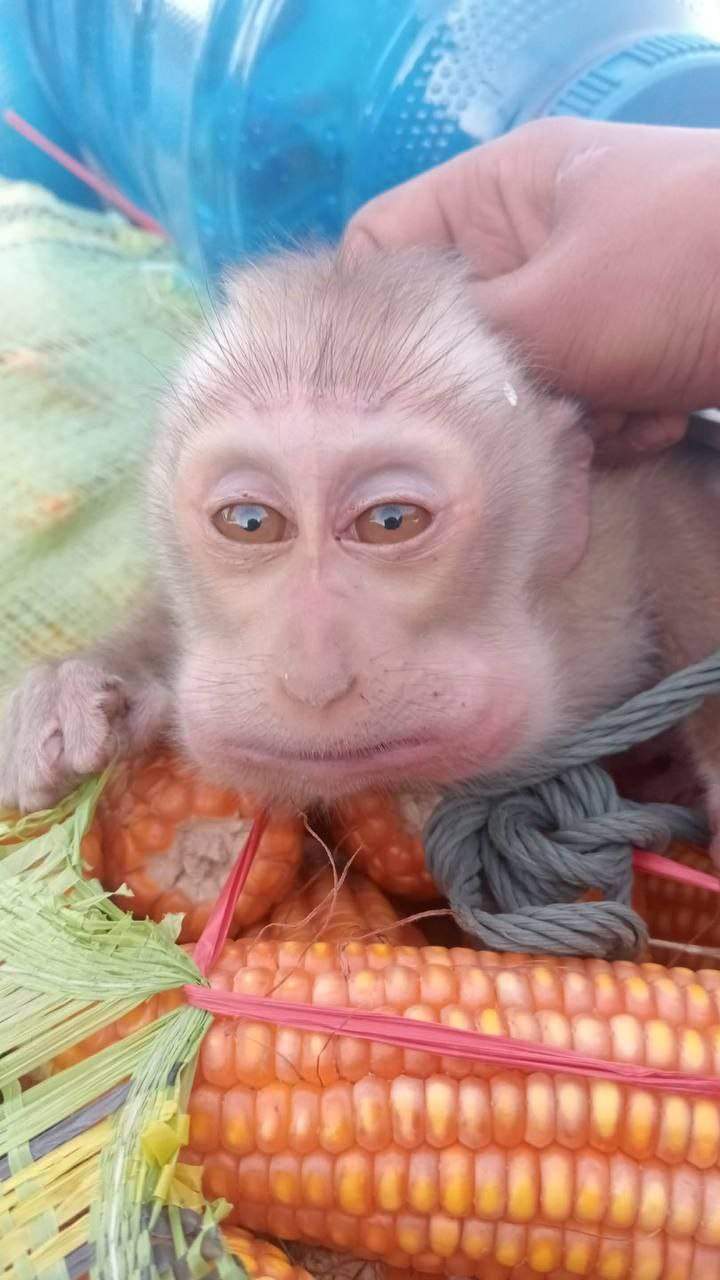 Baby monkey eating corn cob close-up